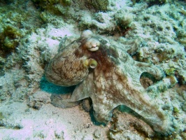 Caribbean Octopus IMG 7817